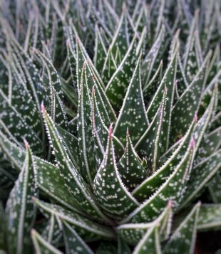 Succulents