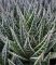 Succulents