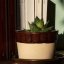 DOSLOW — Haworthia | Kolomazník Ritual Set (PROCEDURA 01)