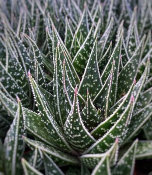 Succulents