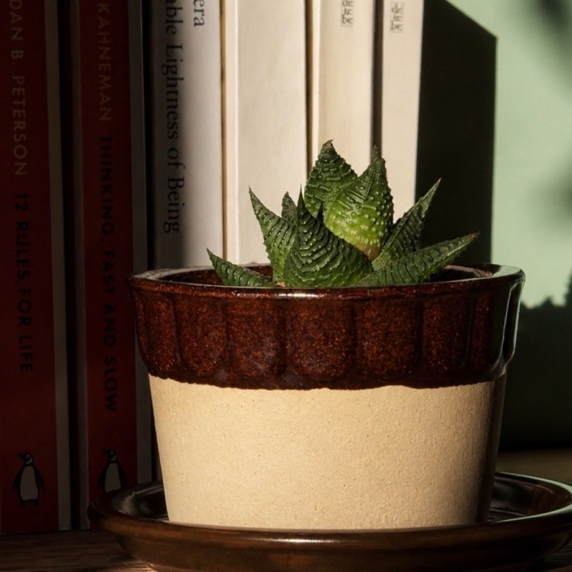 DOSLOW — Haworthia | Kolomazník Ritual Set (PROCEDURA 01)
