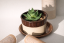 DOSLOW — Haworthia | Kolomazník Ritual Set (PROCEDURA 01)