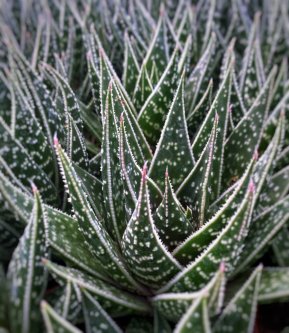 Succulents